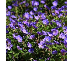 Ooievaarsbek - Geranium Bloom Me Away