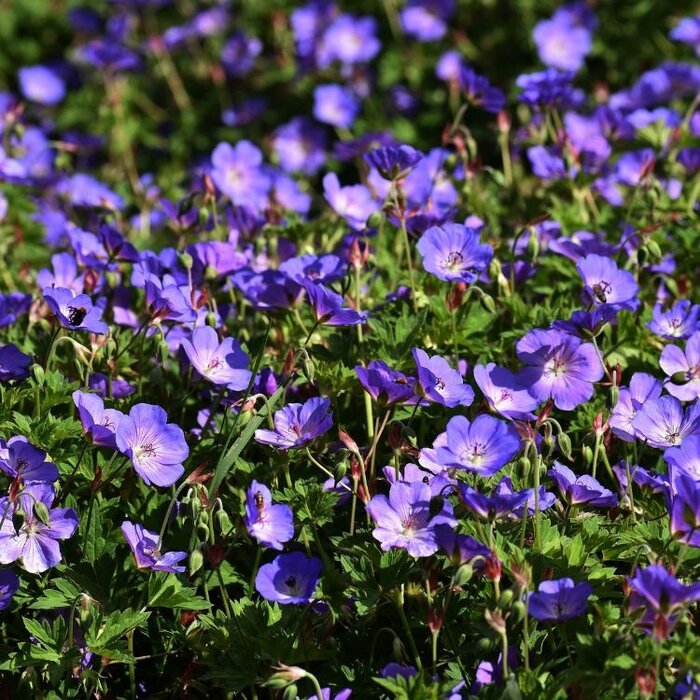 Ooievaarsbek - Geranium Bloom Me Away