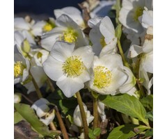 Kerstroos - Helleborus niger Advent Star