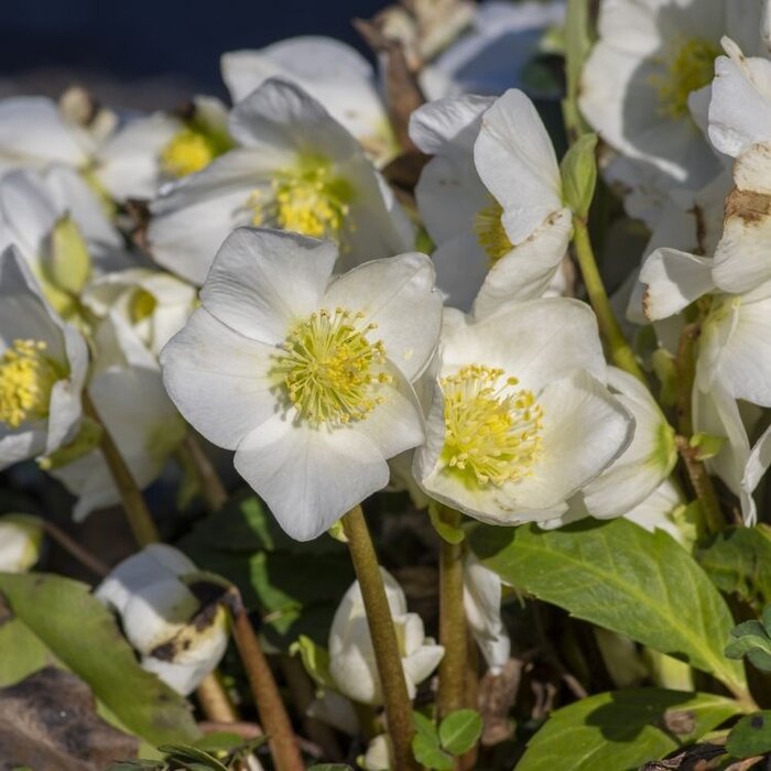 Kerstroos - Helleborus niger Advent Star