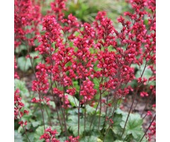 Purperklokje - Heuchera sanguinea Leuchtkafer