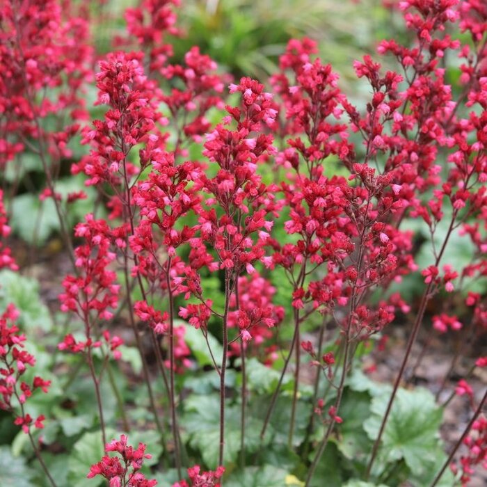 Purperklokje - Heuchera sanguinea 'Leuchtkäfer'