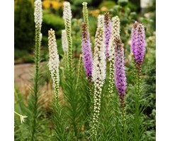 Lampenpoetser - Liatris spicata Alba