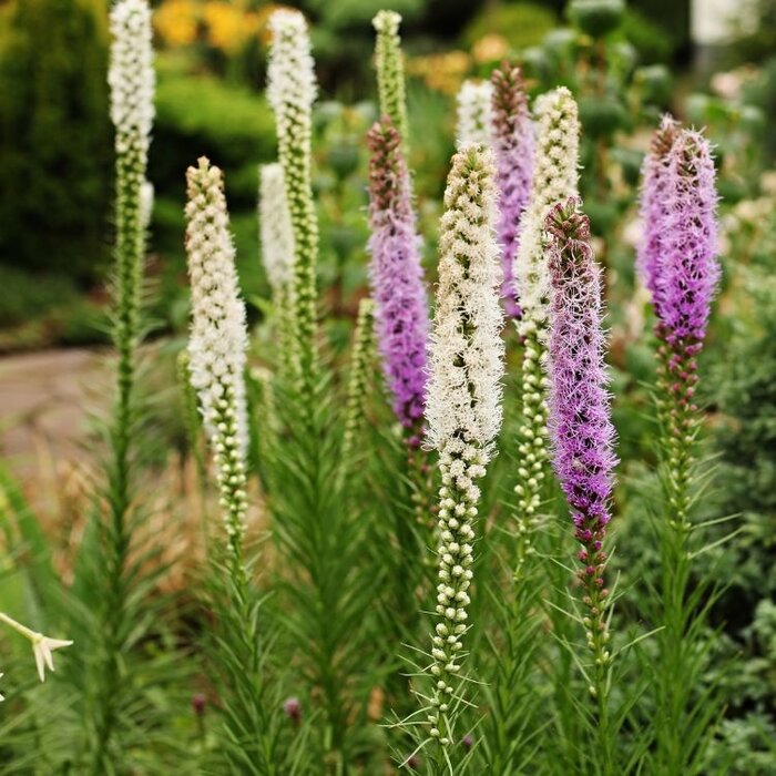 Lampenpoetser - Liatris spicata Alba