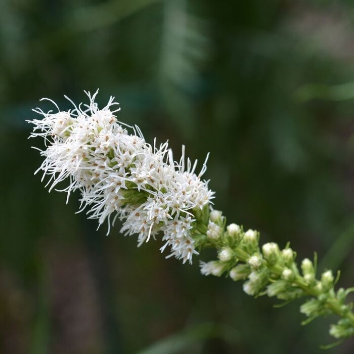 Lampenpoetser - Liatris spicata Alba