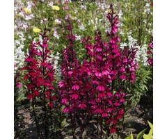 Lobelia - Lobelia speciosa Starship Blue