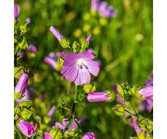 Kaasjeskruid - Malva moschata