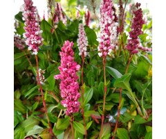 Duizendknoop - Persicaria affinis Donald Lowndes