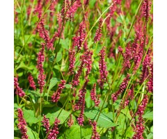 Duizendknoop - Persicaria amplexicaulis Lisan