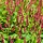 Duizendknoop - Persicaria amplexicaulis Lisan