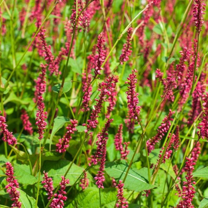 Duizendknoop - Persicaria amplexicaulis Lisan