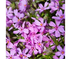 Vlambloem - Phlox subulata MacDaniels Cushion