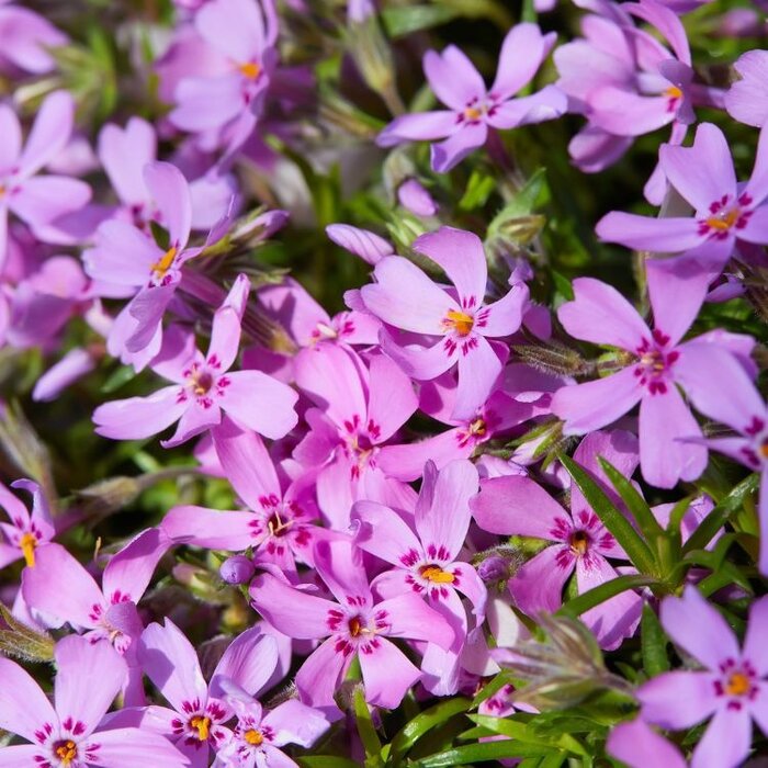 Vlambloem - Phlox subulata MacDaniels Cushion