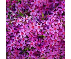 Vlambloem - Phlox subulata Scarlet Flame