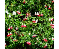 Salie - Salvia microphylla 'Hotlips'