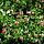 Salie - Salvia microphylla 'Hotlips'