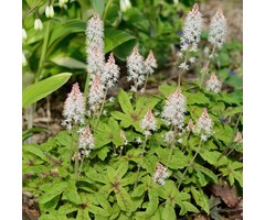 Schuimbloem - Tiarella wherryi