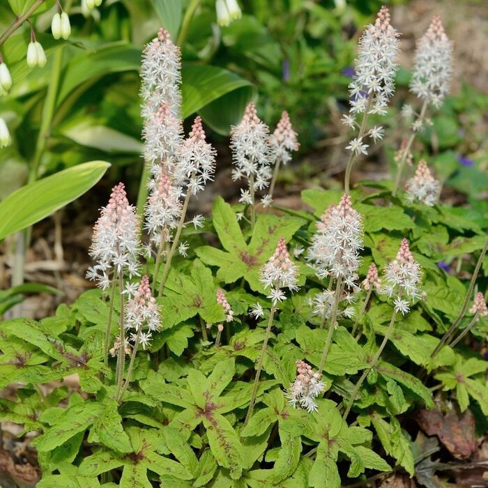 Schuimbloem - Tiarella wherryi
