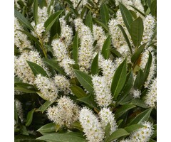 Prunus laurocerasus 'Mano'- Laurierhaag (Kale wortel)