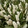 Prunus laurocerasus 'Mano'- Laurierhaag (Kale wortel) PRE-ORDER