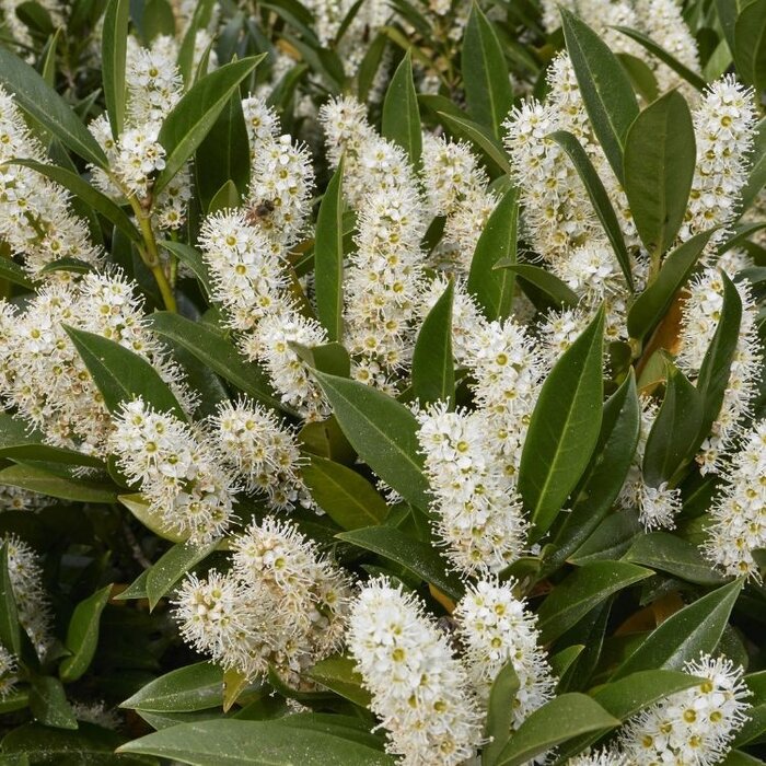 Prunus laurocerasus 'Mano'- Laurierhaag (Kale wortel) PRE-ORDER