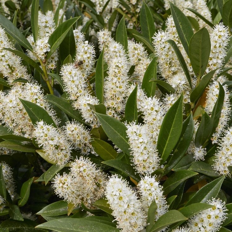 Prunus laurocerasus 'Mano'- Laurierhaag (Kale wortel) PRE-ORDER