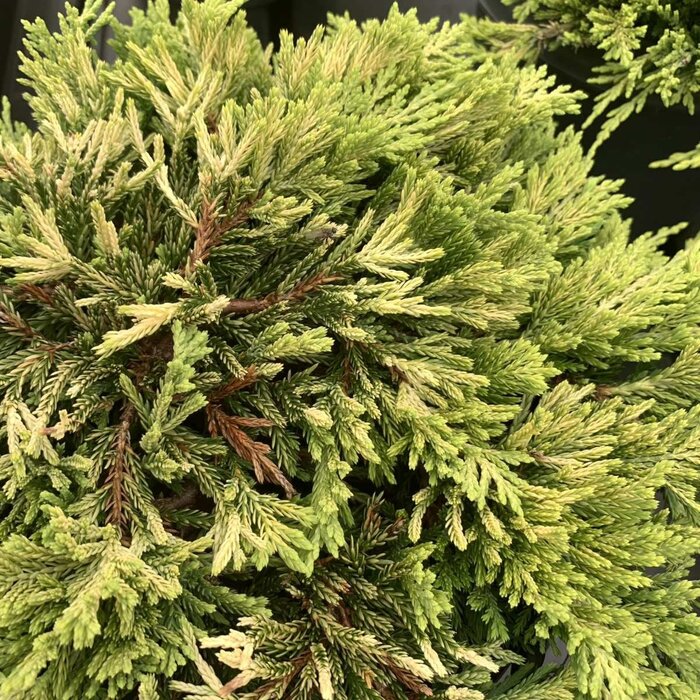 Jeneverbes - Juniperus horizontalis 'Golden Carpet'