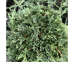 Jeneverbes - Juniperus horizontalis Icee Blue