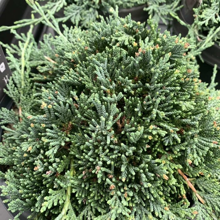 Jeneverbes - Juniperus horizontalis Icee Blue