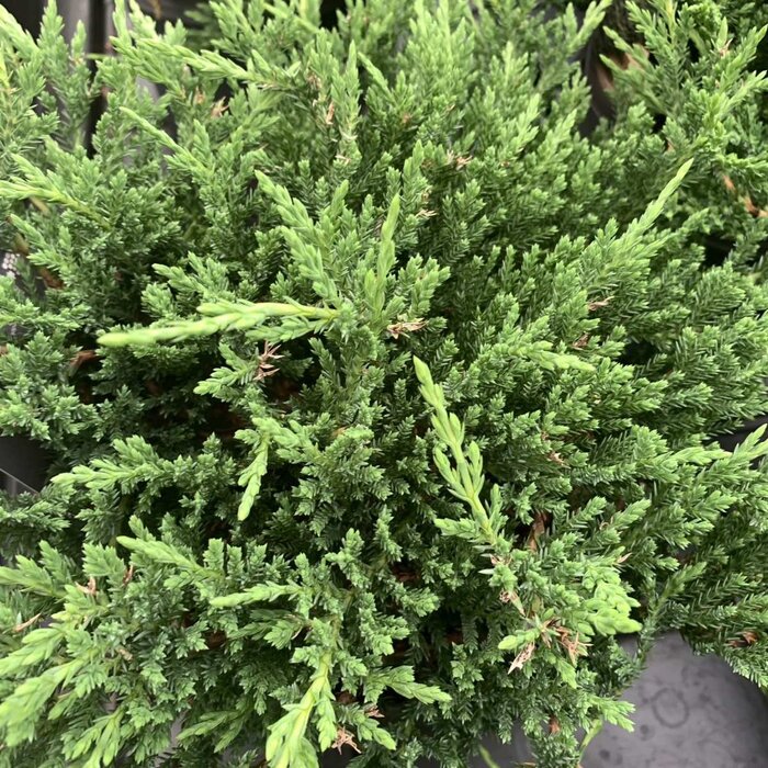 Jeneverbes - Juniperus horizontalis 'Prince of Wales'