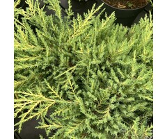 Jeneverbes - Juniperus pfitzeriana 'Old Gold'