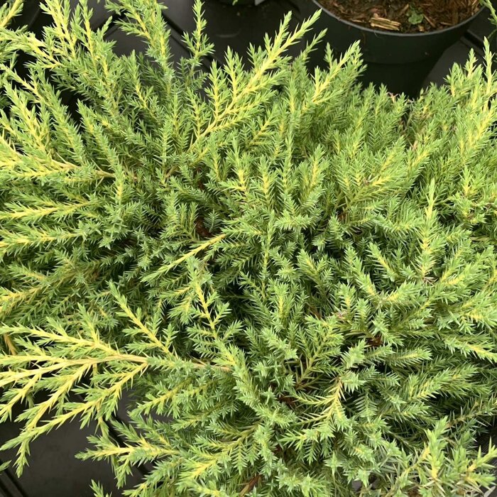 Jeneverbes - Juniperus pfitzeriana 'Old Gold'