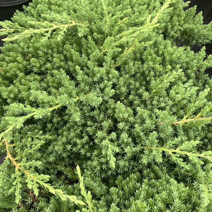 Jeneverbes - Juniperus procumbens 'Nana'
