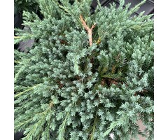 Jeneverbes - Juniperus squamata 'Blue Carpet'