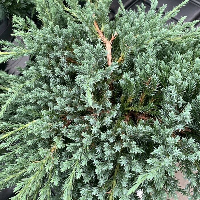 Jeneverbes - Juniperus squamata 'Blue Carpet'