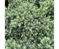 Jeneverbes - Juniperus squamata 'Blue Star'