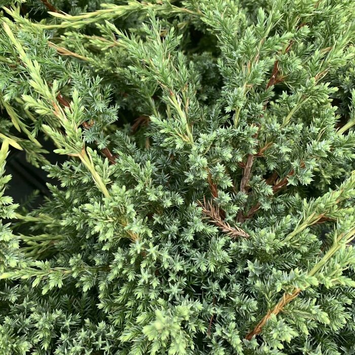 Jeneverbes - Juniperus squamata 'Holger'
