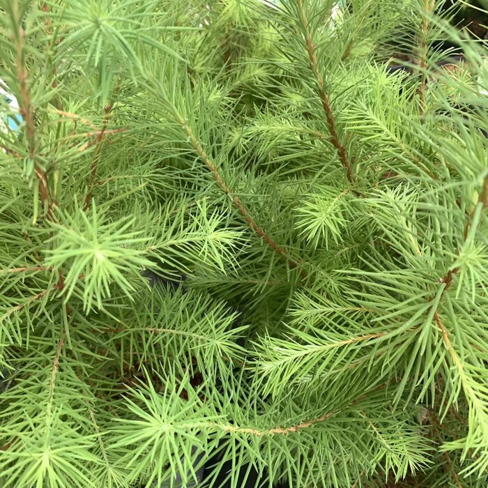 Larix kaempferi - Japanse lork (Kale wortel) PRE-ORDER