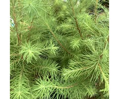 Japanse lork - Larix kaempferi