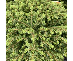 Picea abies 'Little Gem' - Fijnspar