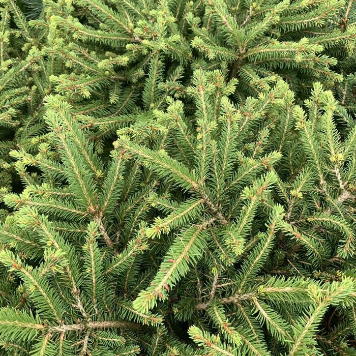 Spar - Picea abies 'Nidiformis'