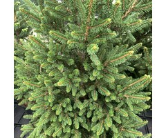 Spar - Picea abies Will's Zwerg'