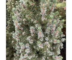 Spar - Picea glauca 'Sander's Blue'