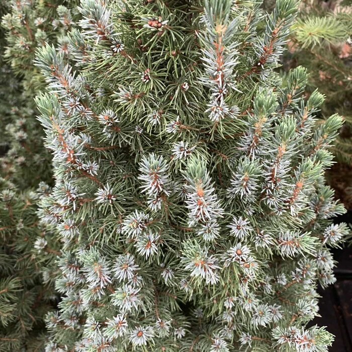 Spar - Picea glauca 'Sander's Blue'