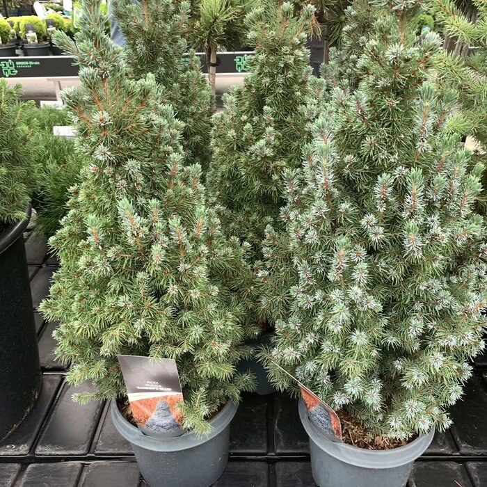 Spar - Picea glauca 'Sander's Blue'