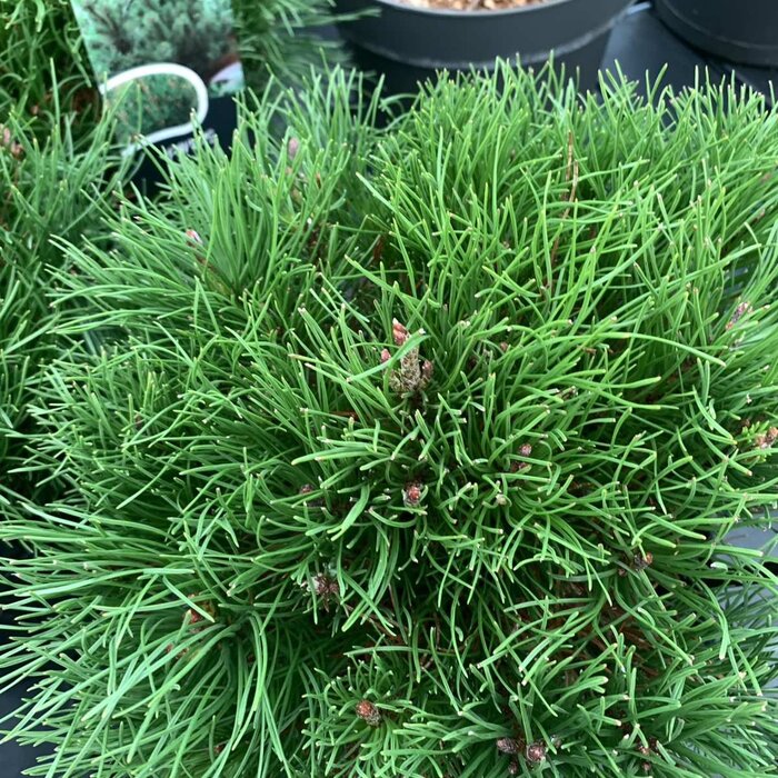 Dwergden - Pinus mugo mugo