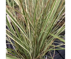 Calamagrostis acutiflora Overdam - Bont struisriet