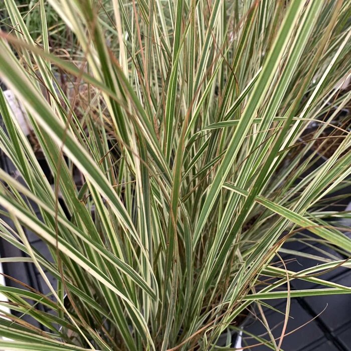 Calamagrostis acutiflora Overdam - Bont struisriet