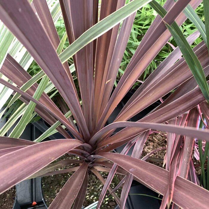 Koolpalm (Cordyline australis 'Red Star')