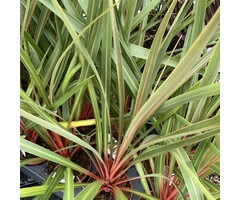 Koolpalm - Cordyline australis 'Sundance'